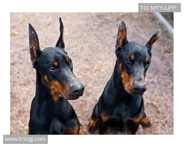 养杜宾的足球明星们与他们的爱犬共同成长的故事